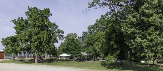 trees