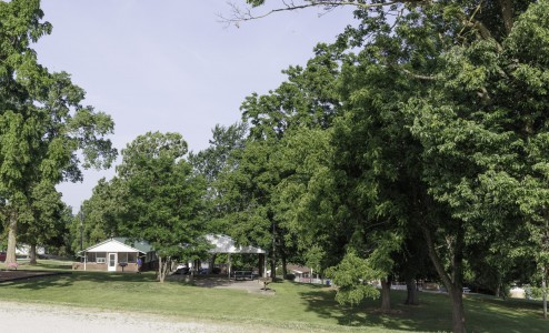 trees