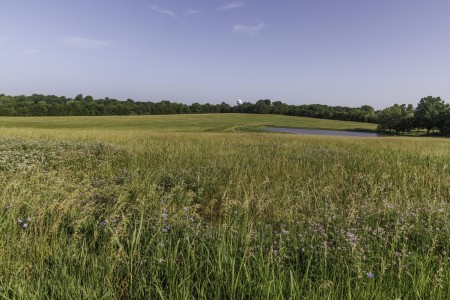 field